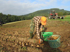 Kartoffelernte 2013