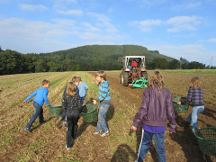 Kartoffelernte 2013